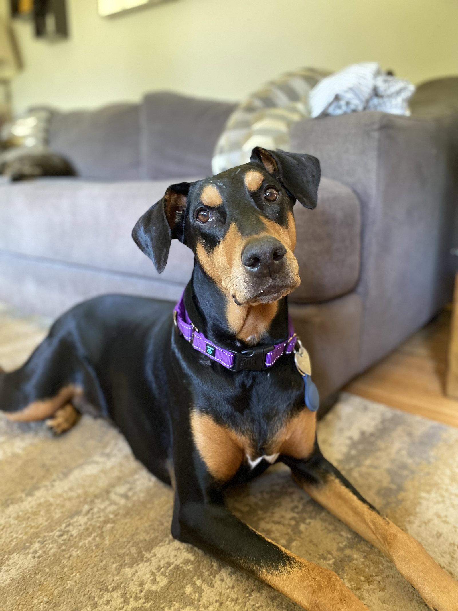 Enlarge Rosie, a Adopted Doberman Pinscher in Minneapolis, MN image 3/3