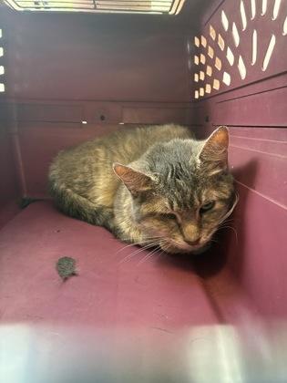 Enlarge Halloween (T4), a Adoptable mixed breed in Lafayette, IN image 1/1
