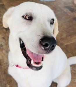 Enlarge Leo, a Adoptable Labrador Retriever in Austin, TX image 1/1