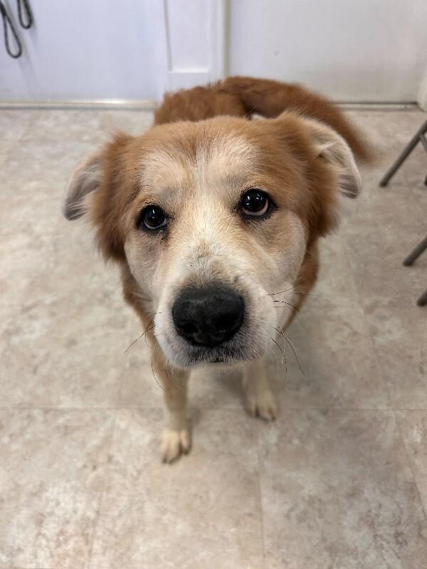 Delilah, Adoptable, Young Female Great Pyrenees & Mixed Breed.