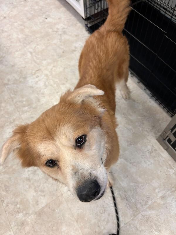 Delilah, a Adoptable mixed breed in Cortland, NY image 2/6