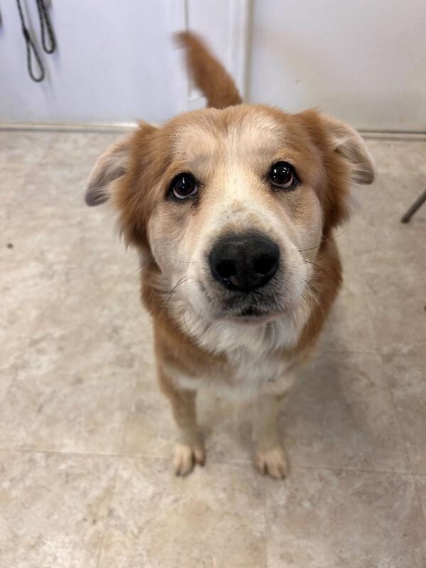 Delilah, a Adoptable mixed breed in Cortland, NY image 3/6