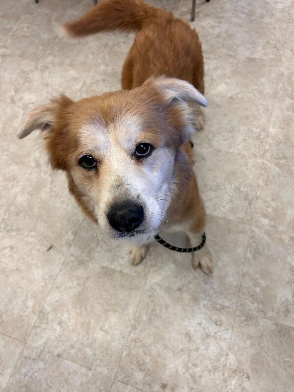 Delilah, a Adoptable mixed breed in Cortland, NY image 4/6