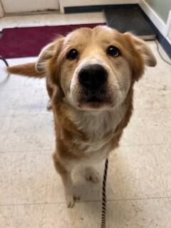 Delilah, a Adoptable mixed breed in Cortland, NY image 5/6