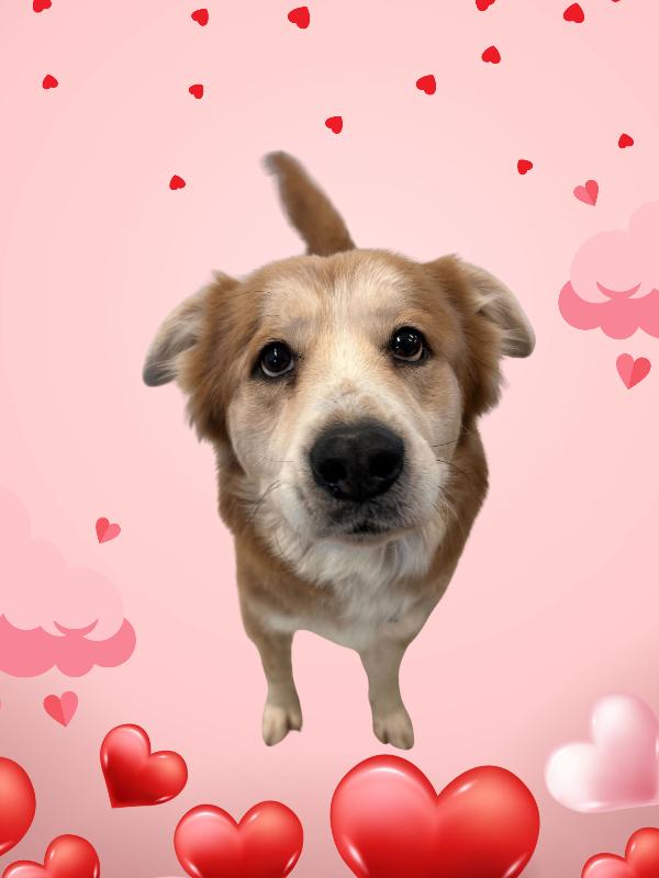 Delilah, a Adoptable mixed breed in Cortland, NY image 6/6