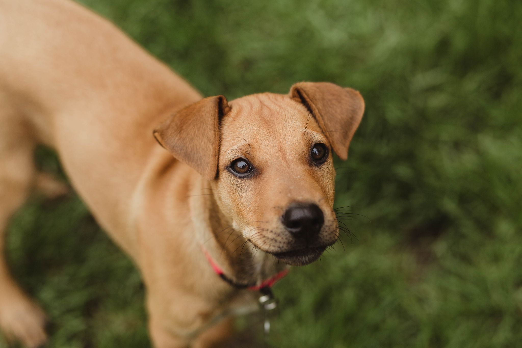 Sabana, Adopted, Puppy Female Mixed Breed.