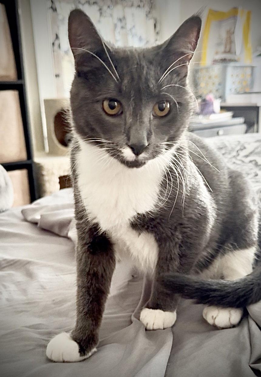 Boots, a Adoptable Domestic Short Hair in Hanover, PA image 1/3