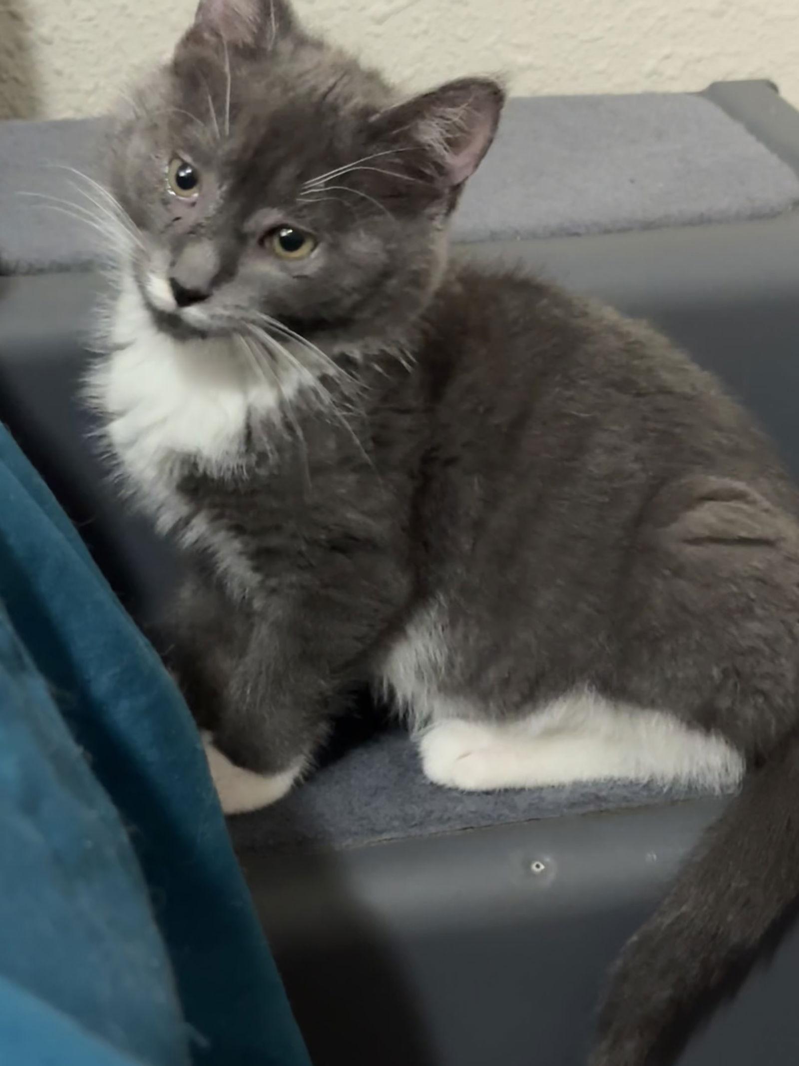 Boots, Adoptable, Kitten Male Domestic Short Hair.