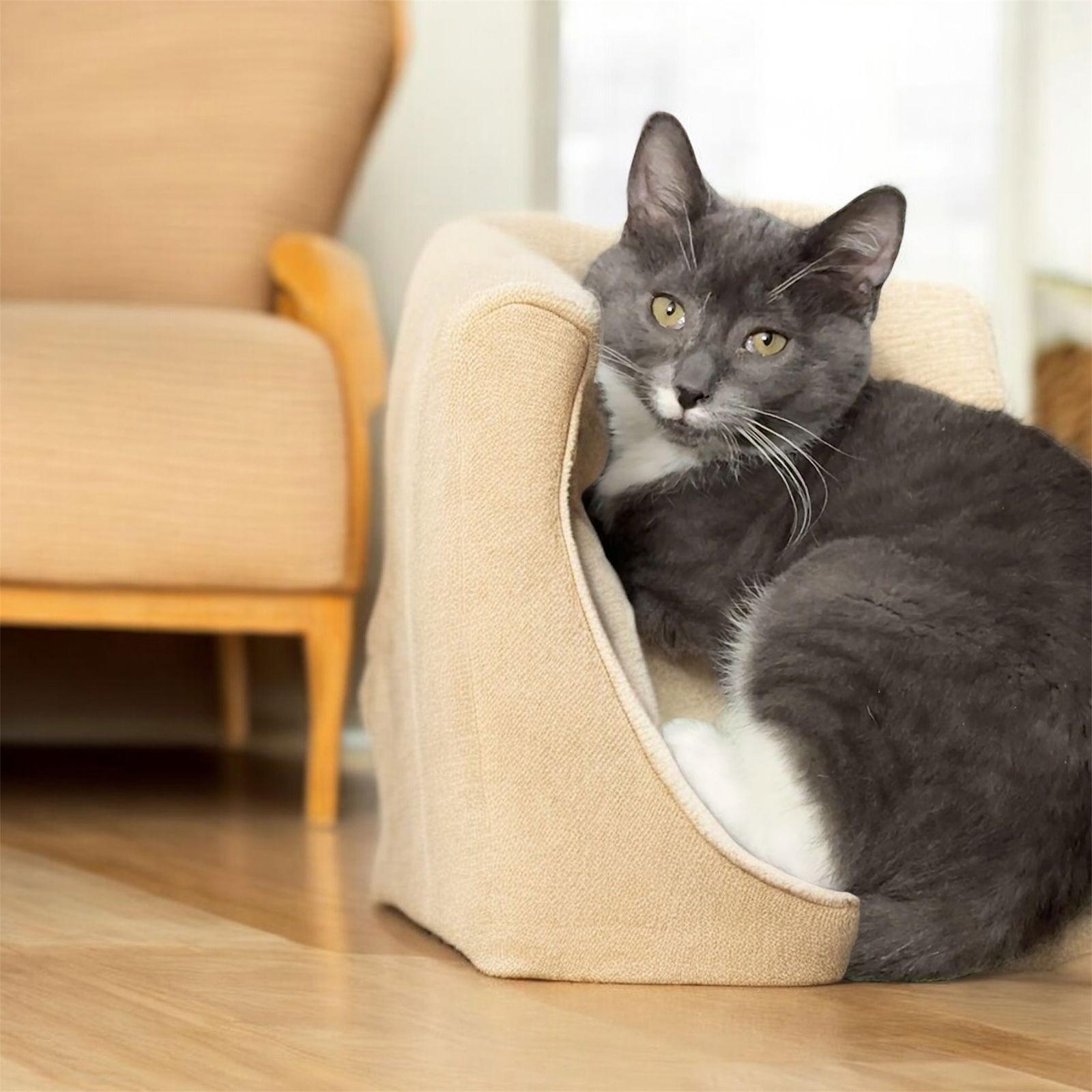 Enlarge Boots, a Adoptable Domestic Short Hair in Hanover, PA image 2/2