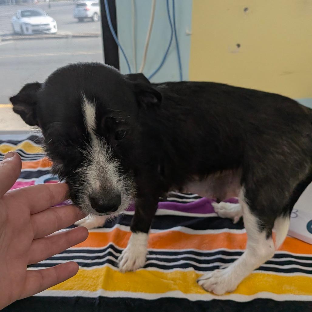 Suki, Adoptable, Young Female Dachshund & Wirehaired Terrier.