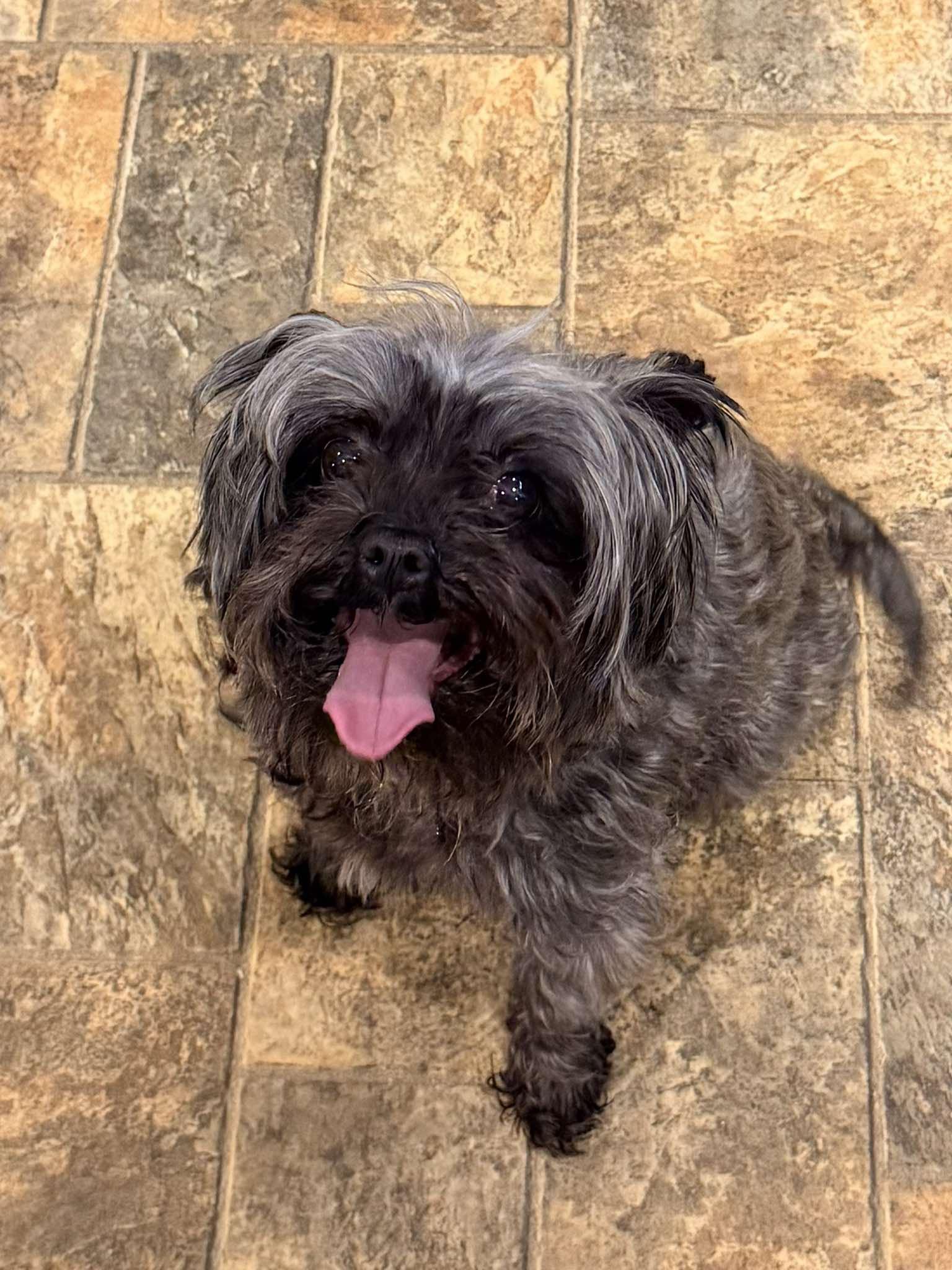 Candie, Adopted, Senior Female Miniature Poodle.