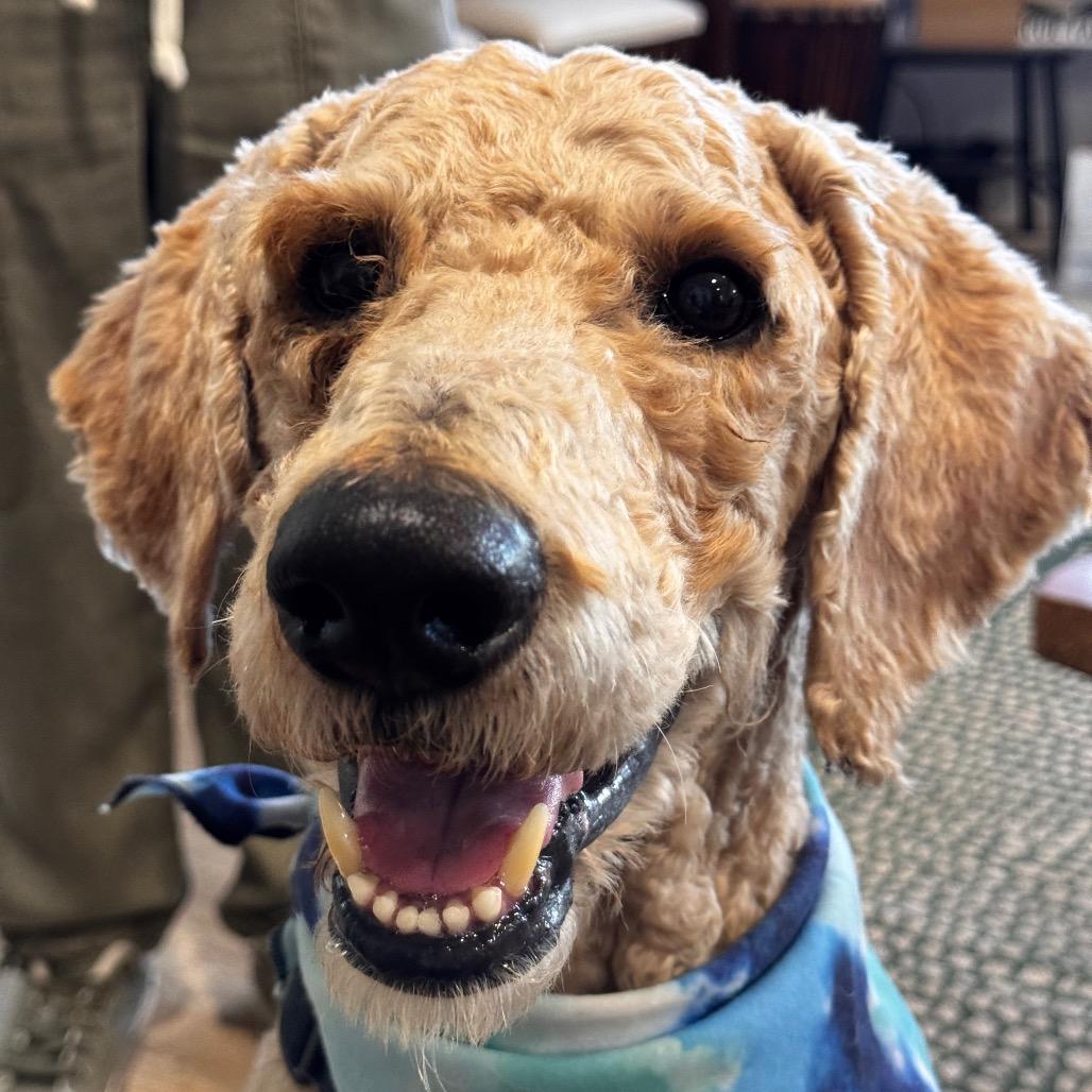 Enlarge PIERRE (608), a Adoptable Poodle in Indiantown, FL image 1/6