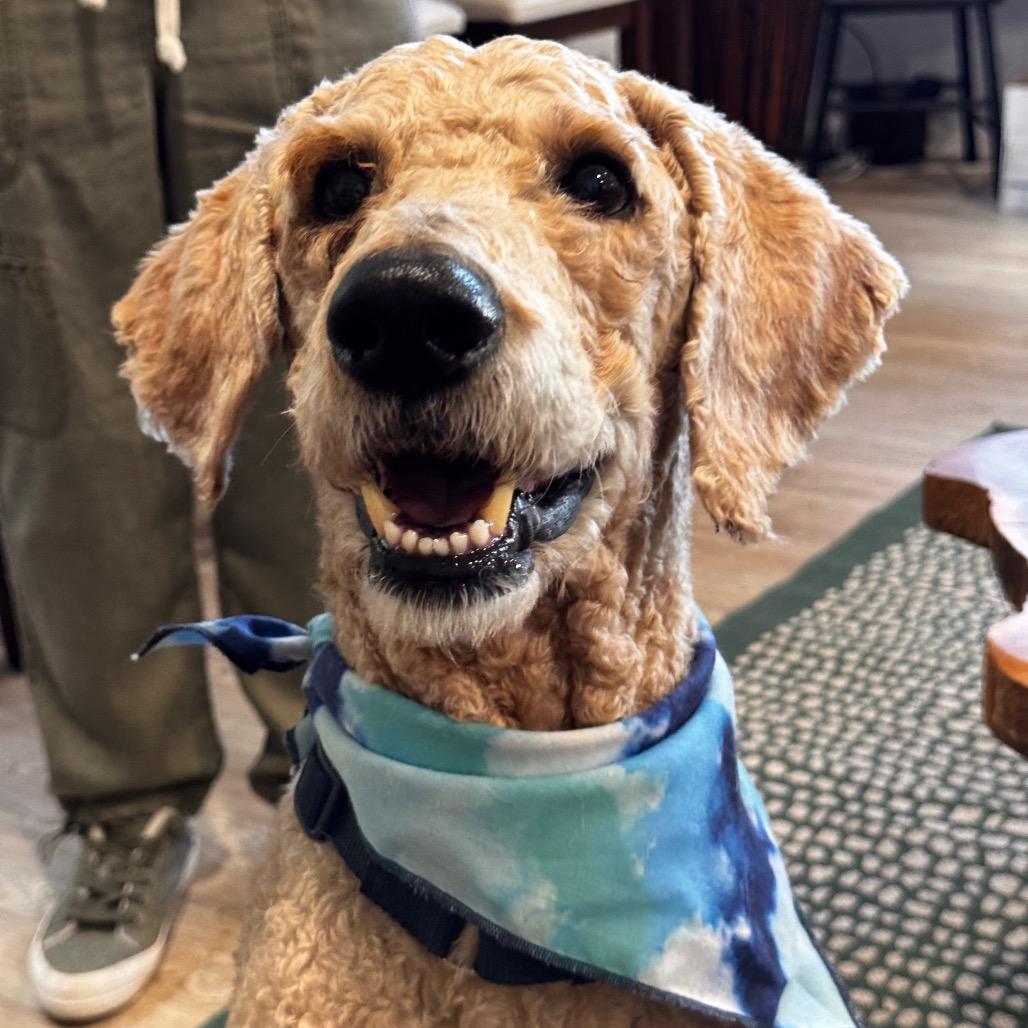 PIERRE (608), Adoptable, Adult Male Poodle.