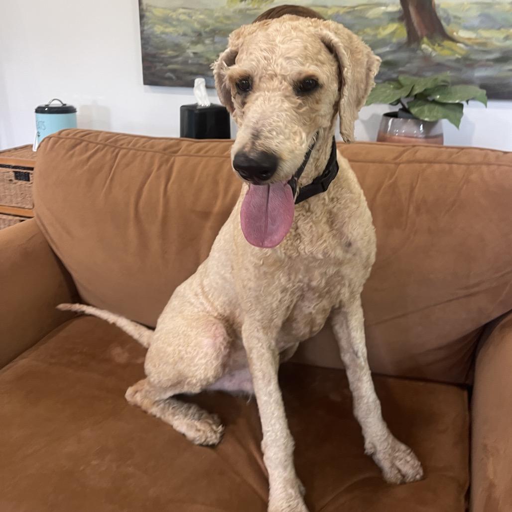 Enlarge PIERRE (608), a Adoptable Poodle in Indiantown, FL image 3/6
