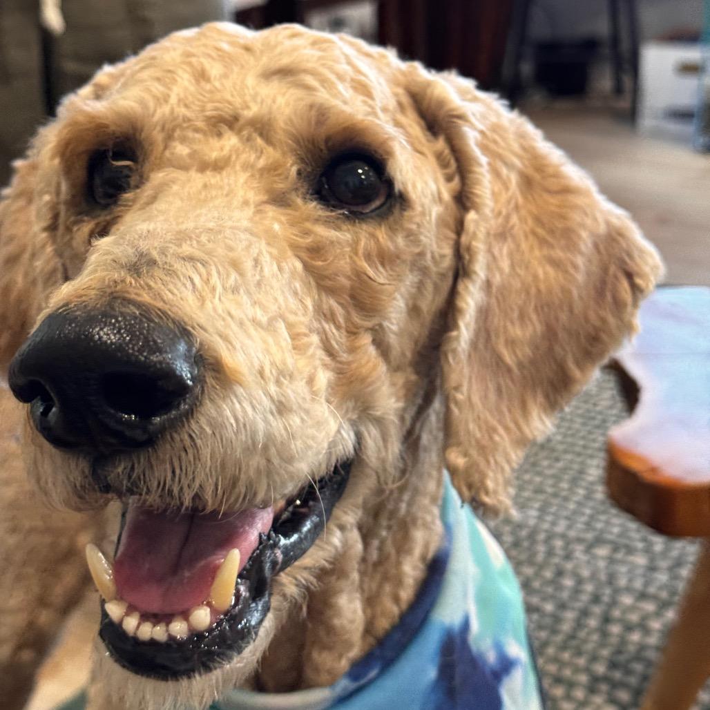 Enlarge PIERRE (608), a Adoptable Poodle in Indiantown, FL image 4/6