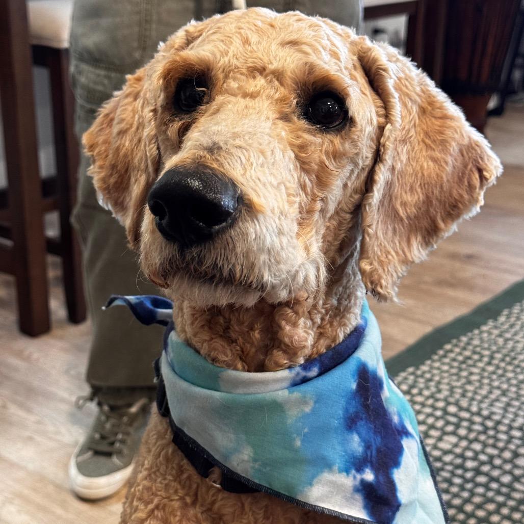 Enlarge PIERRE (608), a Adoptable Poodle in Indiantown, FL image 5/6