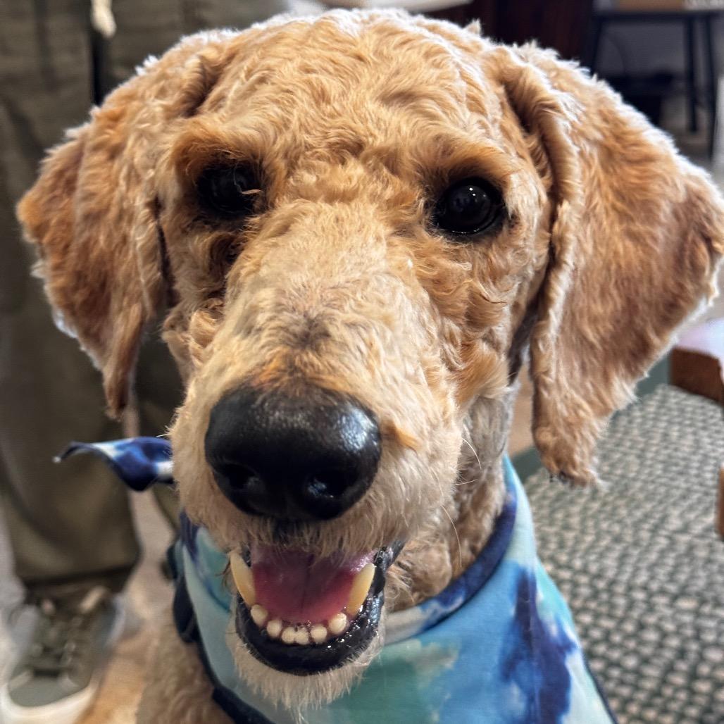 Enlarge PIERRE (608), a Adoptable Poodle in Indiantown, FL image 6/6