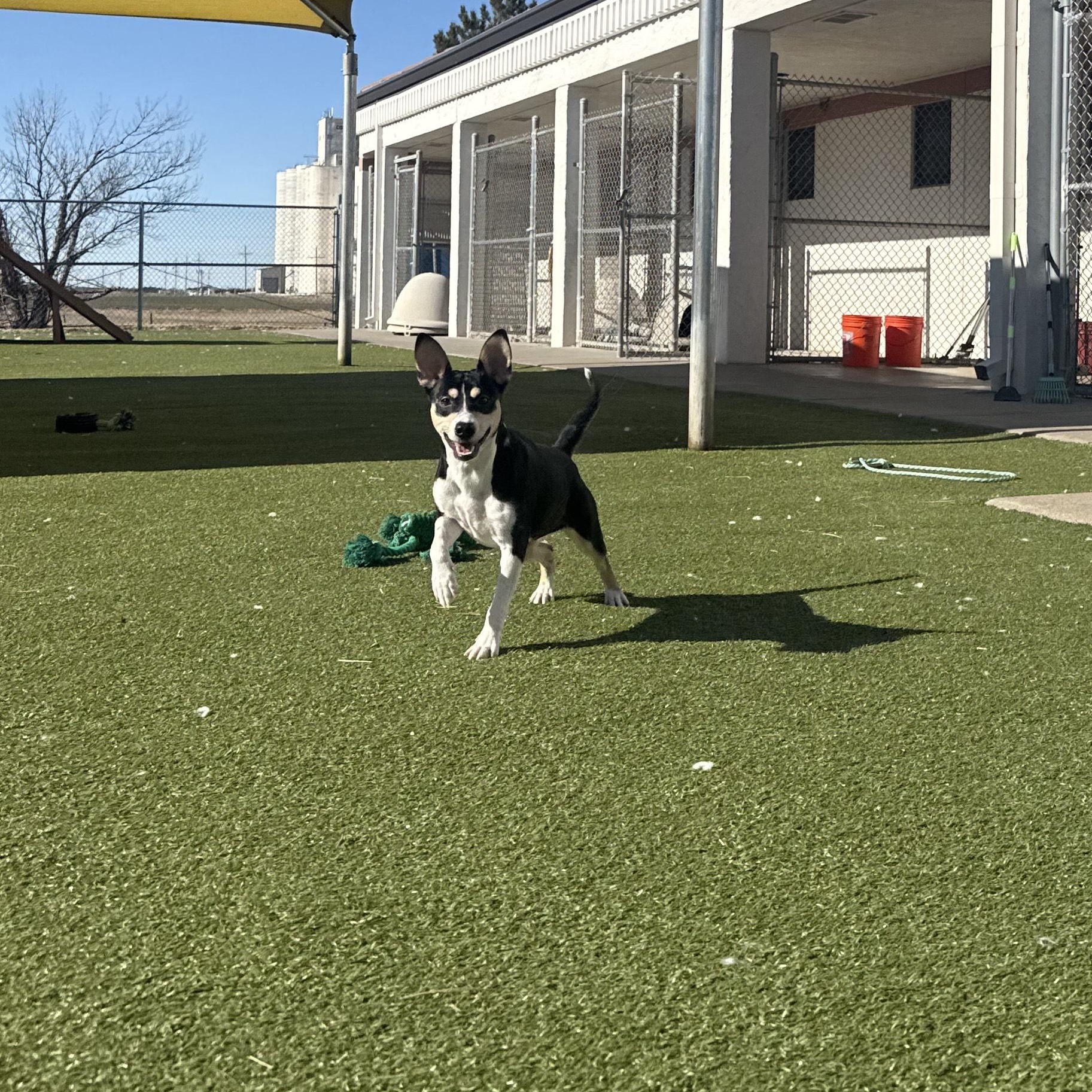 Cricket, a ADOPTABLE mixed breed in Hays, KS image 4/6