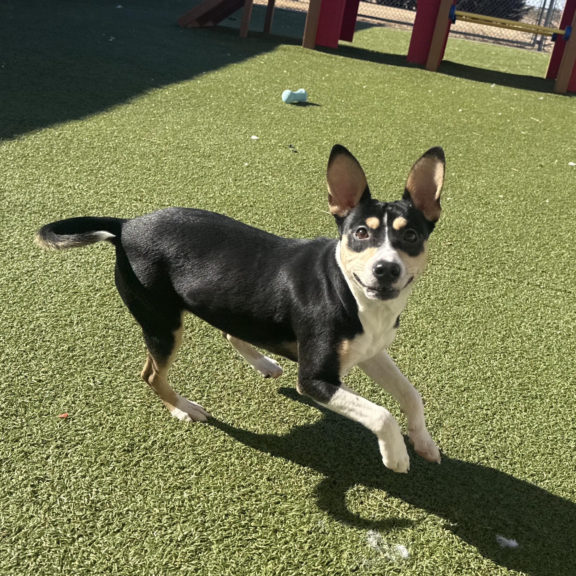 Cricket, a ADOPTABLE mixed breed in Hays, KS image 3/6
