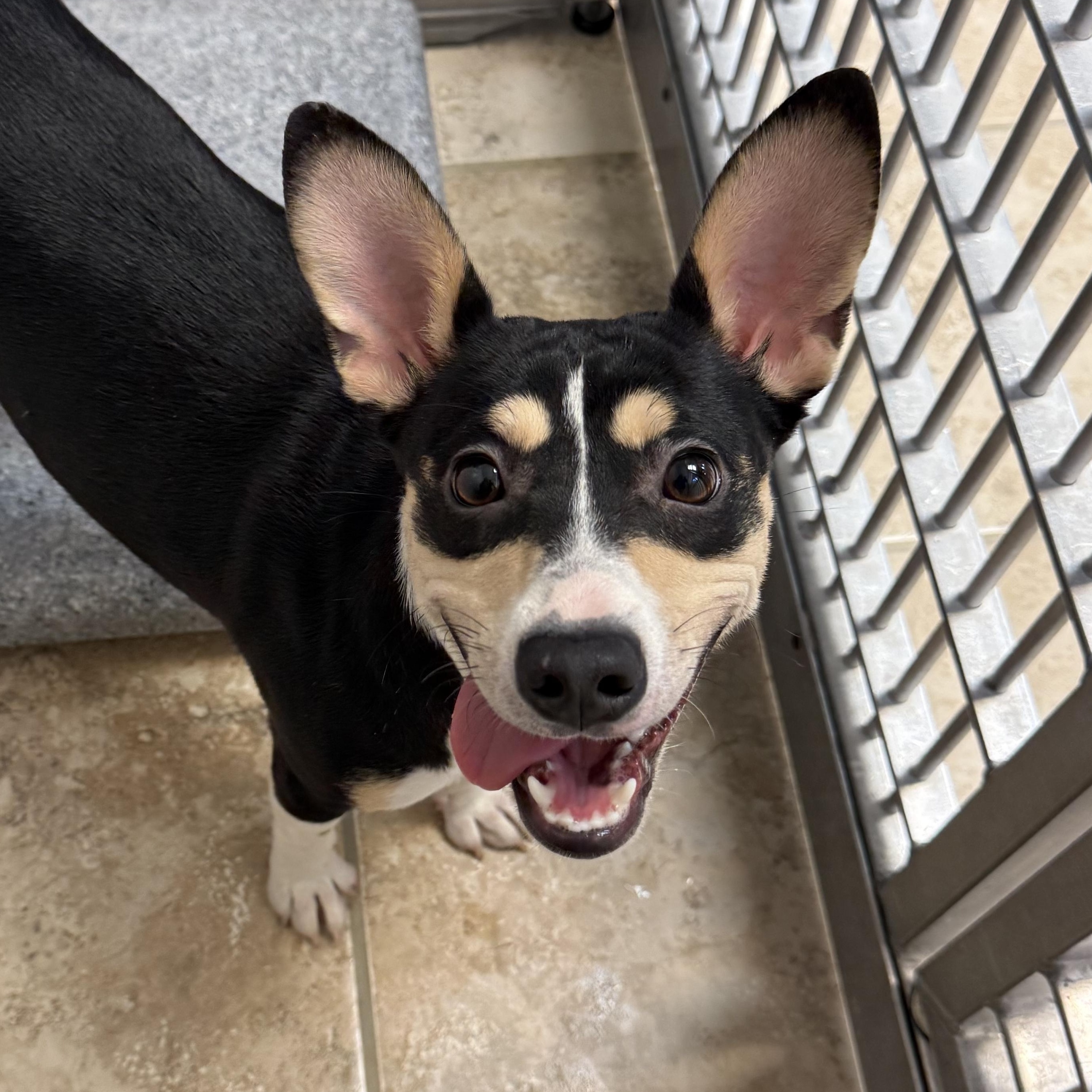 Cricket, ADOPTABLE, Young Female Chihuahua & American Staffordshire Terrier.