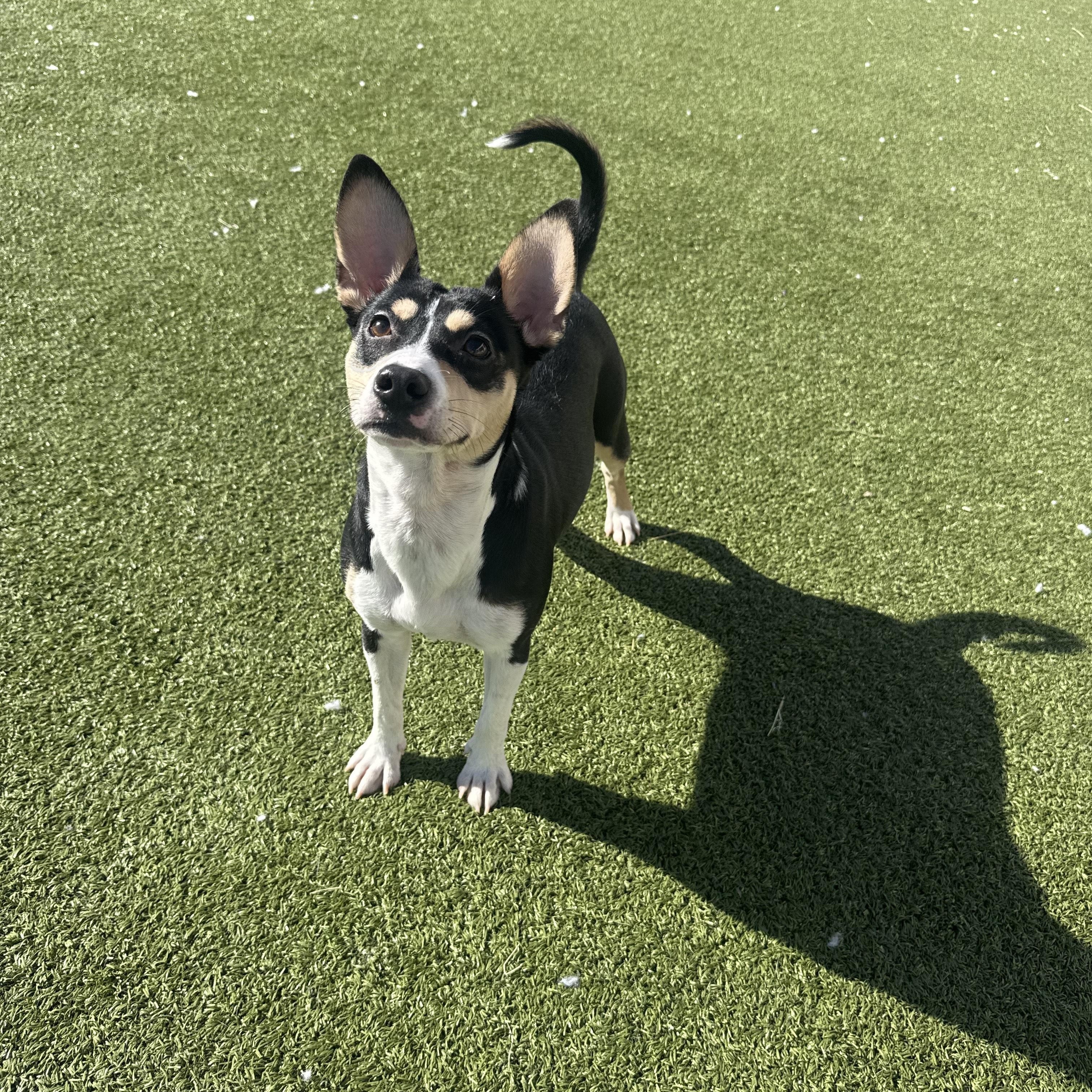 Cricket, a ADOPTABLE mixed breed in Hays, KS image 6/6