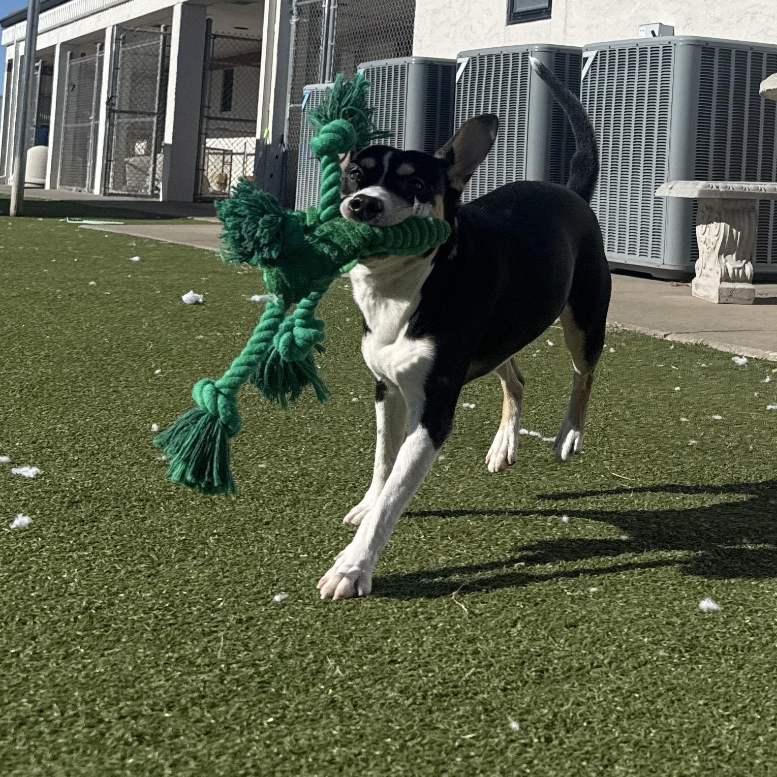 Cricket, a ADOPTABLE mixed breed in Hays, KS image 5/6