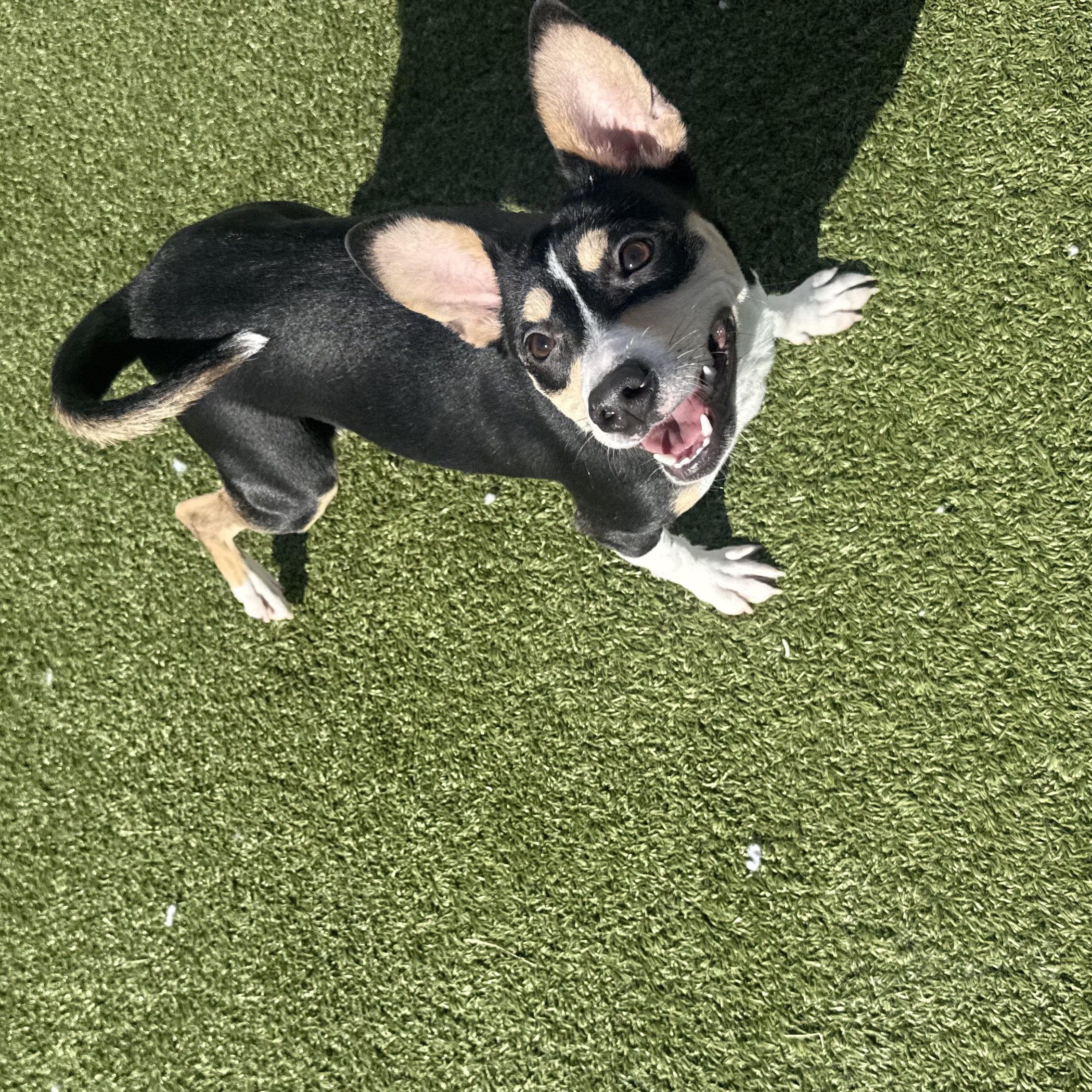 Cricket, a ADOPTABLE mixed breed in Hays, KS image 2/6