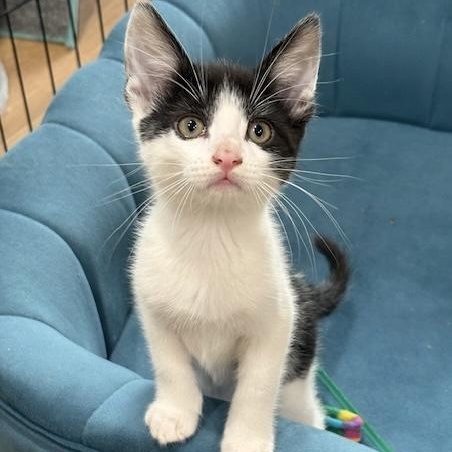 Enlarge Thunderbird, a Adoptable Domestic Short Hair in Los Angeles, CA image 2/6