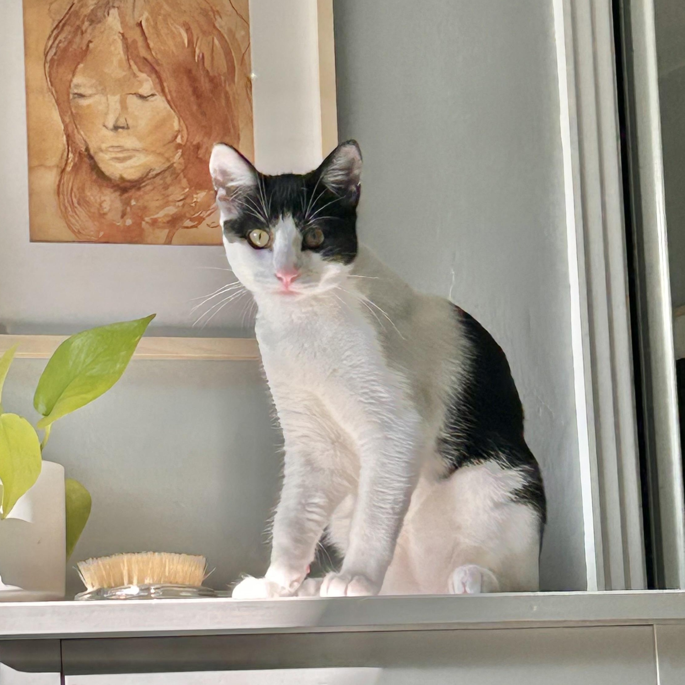 Enlarge Thunderbird, a Adoptable Domestic Short Hair in Los Angeles, CA image 4/6