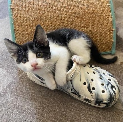 Enlarge Thunderbird, a Adoptable Domestic Short Hair in Los Angeles, CA image 6/6