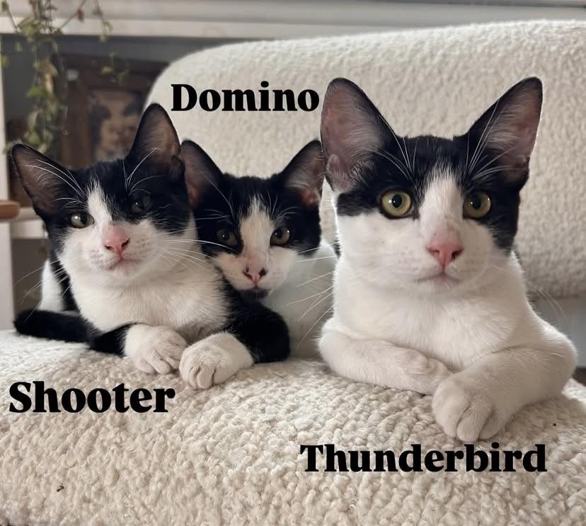 Enlarge Thunderbird, a Adoptable Domestic Short Hair in Los Angeles, CA image 3/6