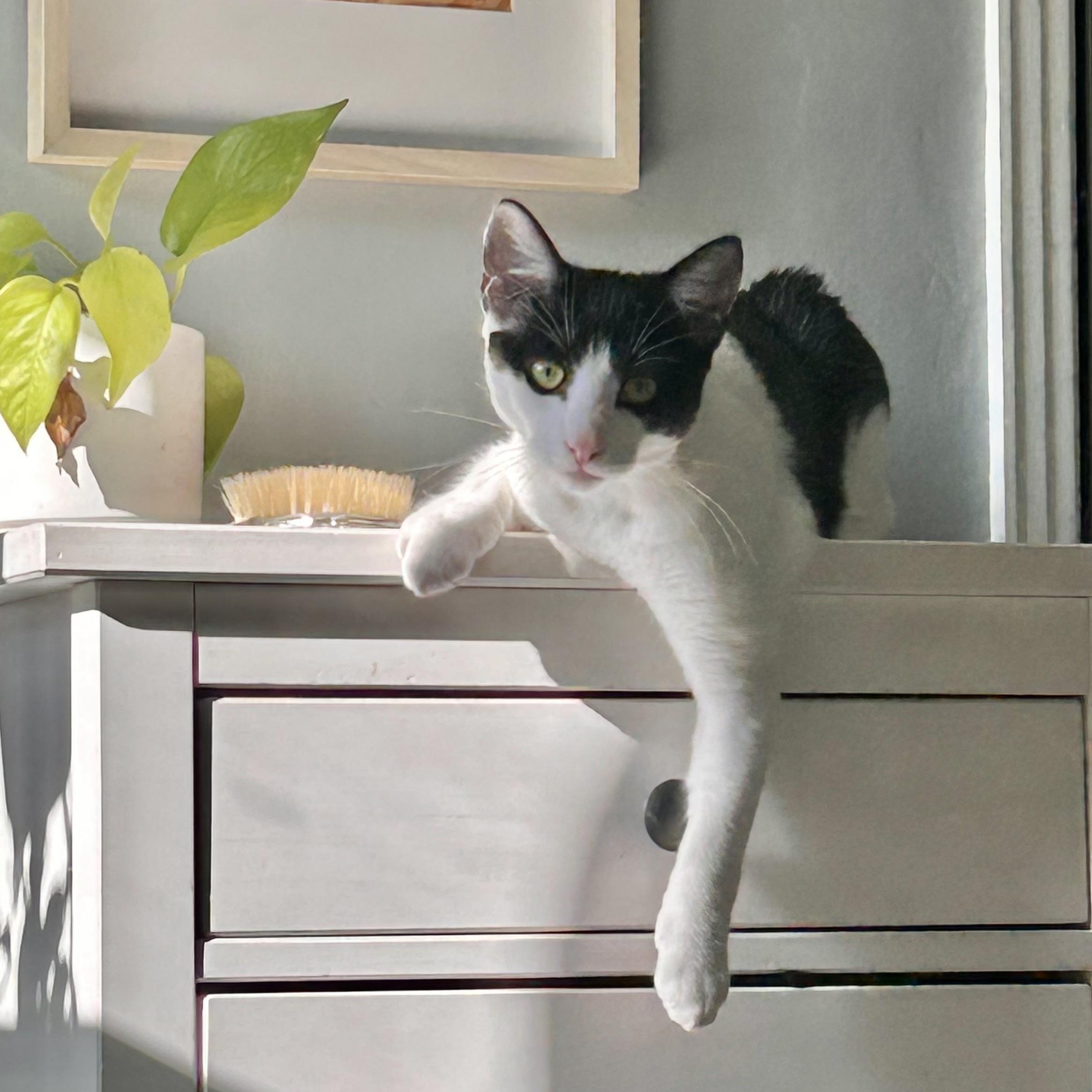 Enlarge Thunderbird, a Adoptable Domestic Short Hair in Los Angeles, CA image 1/6