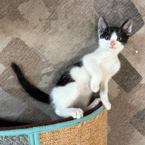 Enlarge Thunderbird, a Adoptable Domestic Short Hair in Los Angeles, CA image 5/6