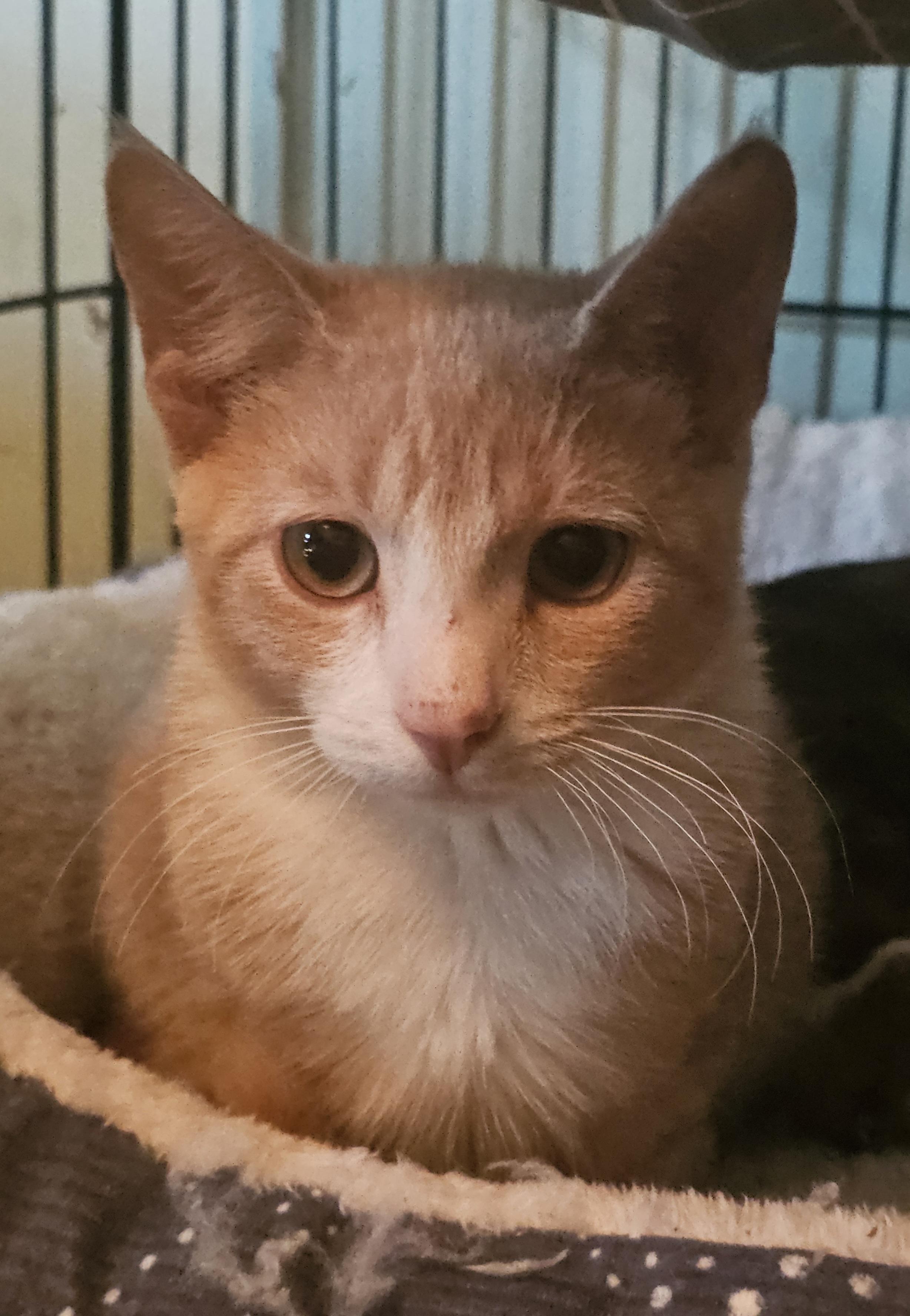 Enlarge Virgil, a Adoptable Domestic Short Hair in Allentown, PA image 2/3