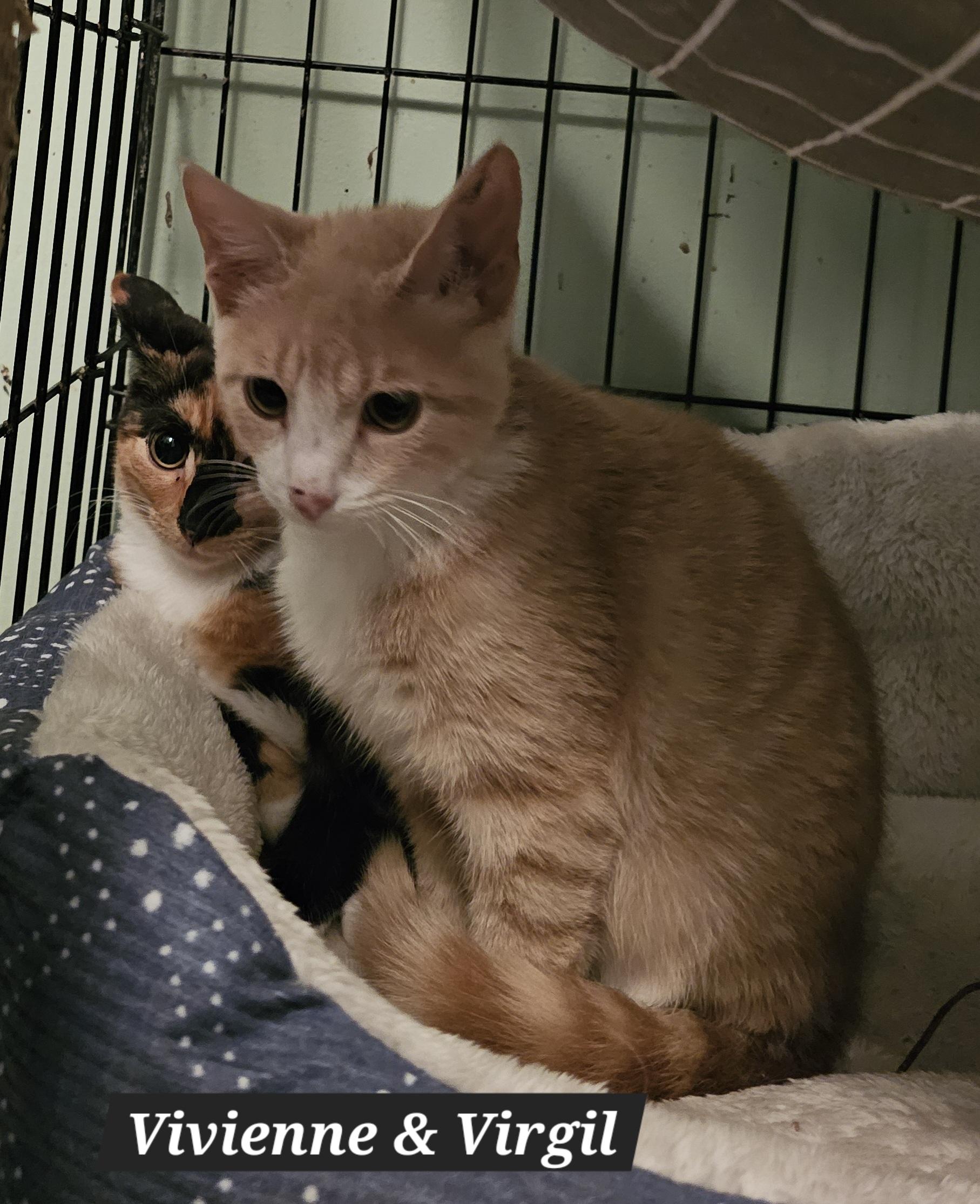 Enlarge Virgil, a Adoptable Domestic Short Hair in Allentown, PA image 3/3