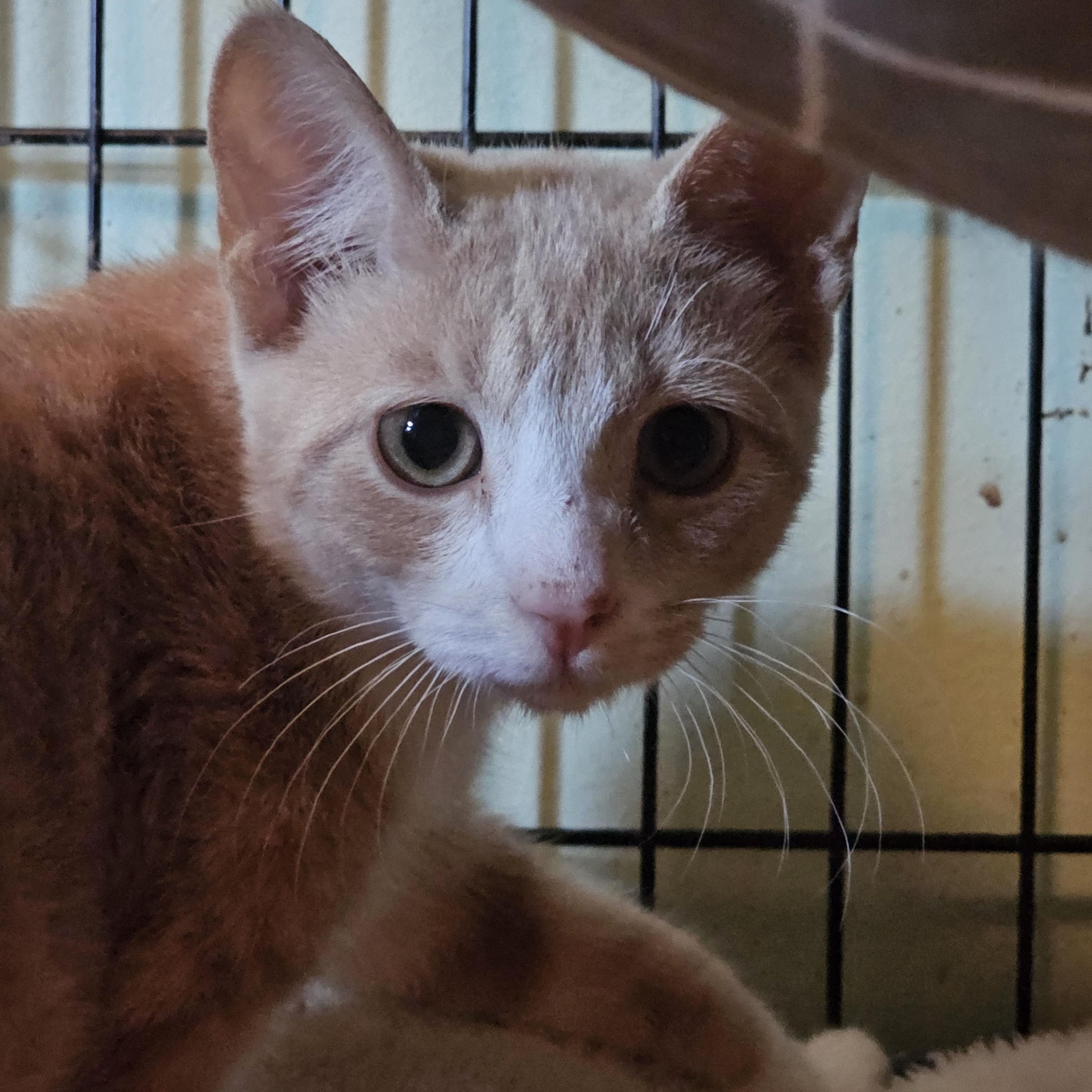 Enlarge Virgil, a Adoptable Domestic Short Hair in Allentown, PA image 1/3