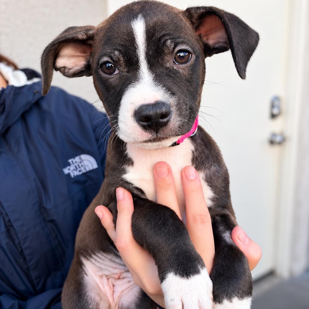 Acorn, Adoptable, Puppy Female Pit Bull Terrier.
