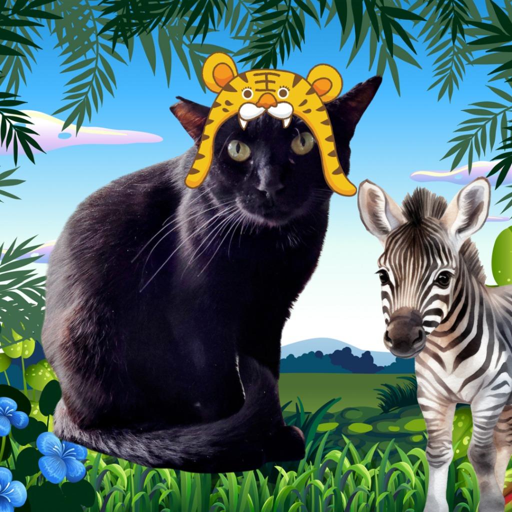 Easton, Adoptable, Young Male Domestic Short Hair.