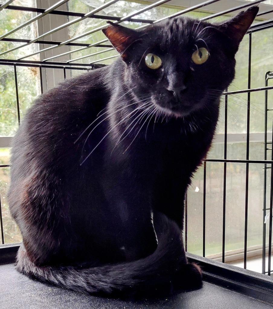 Enlarge Easton, a Adoptable mixed breed in Richland Hills, TX image 2/2