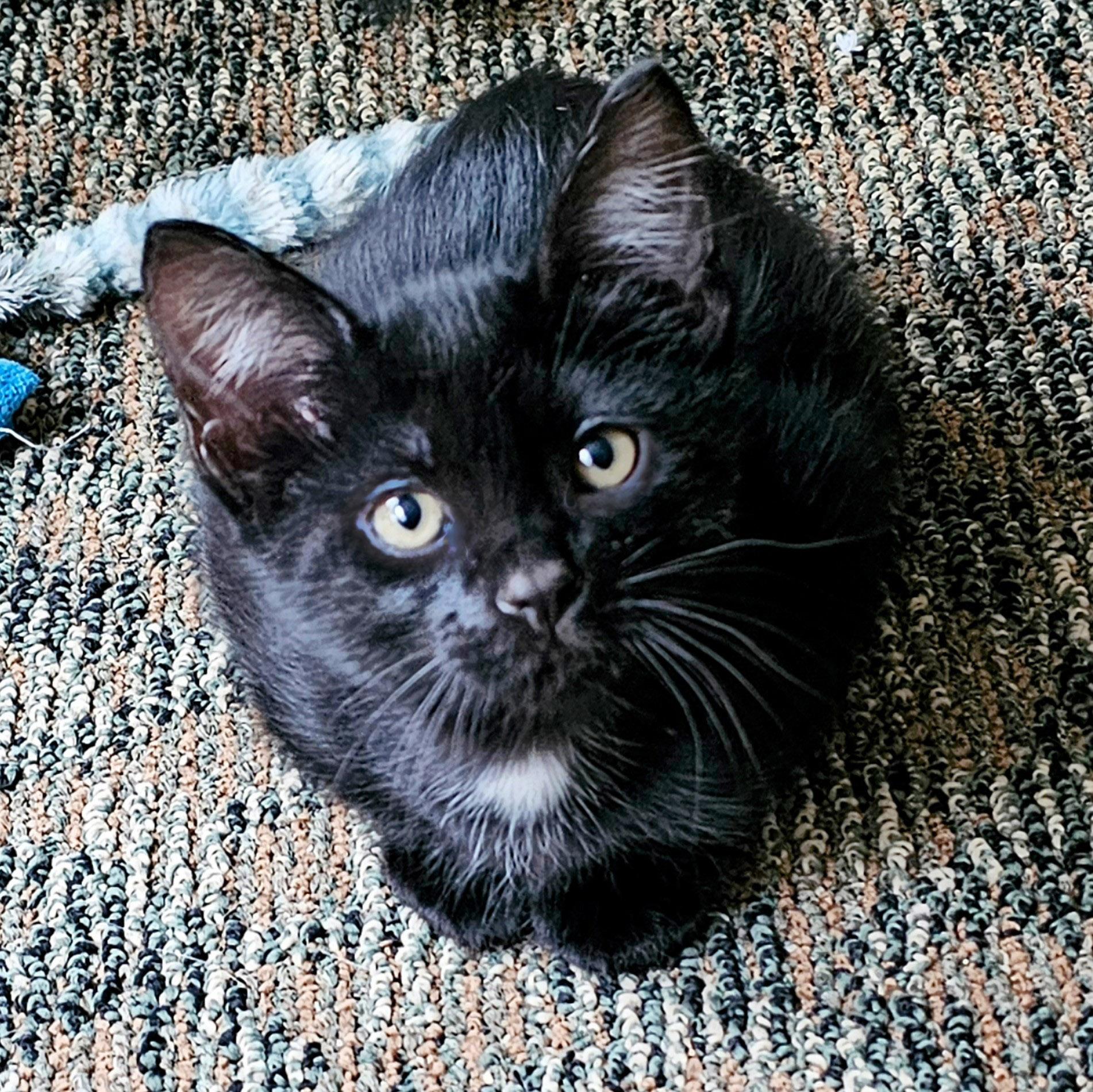 Halo, a Adoptable Domestic Short Hair in Chicago, IL image 2/6