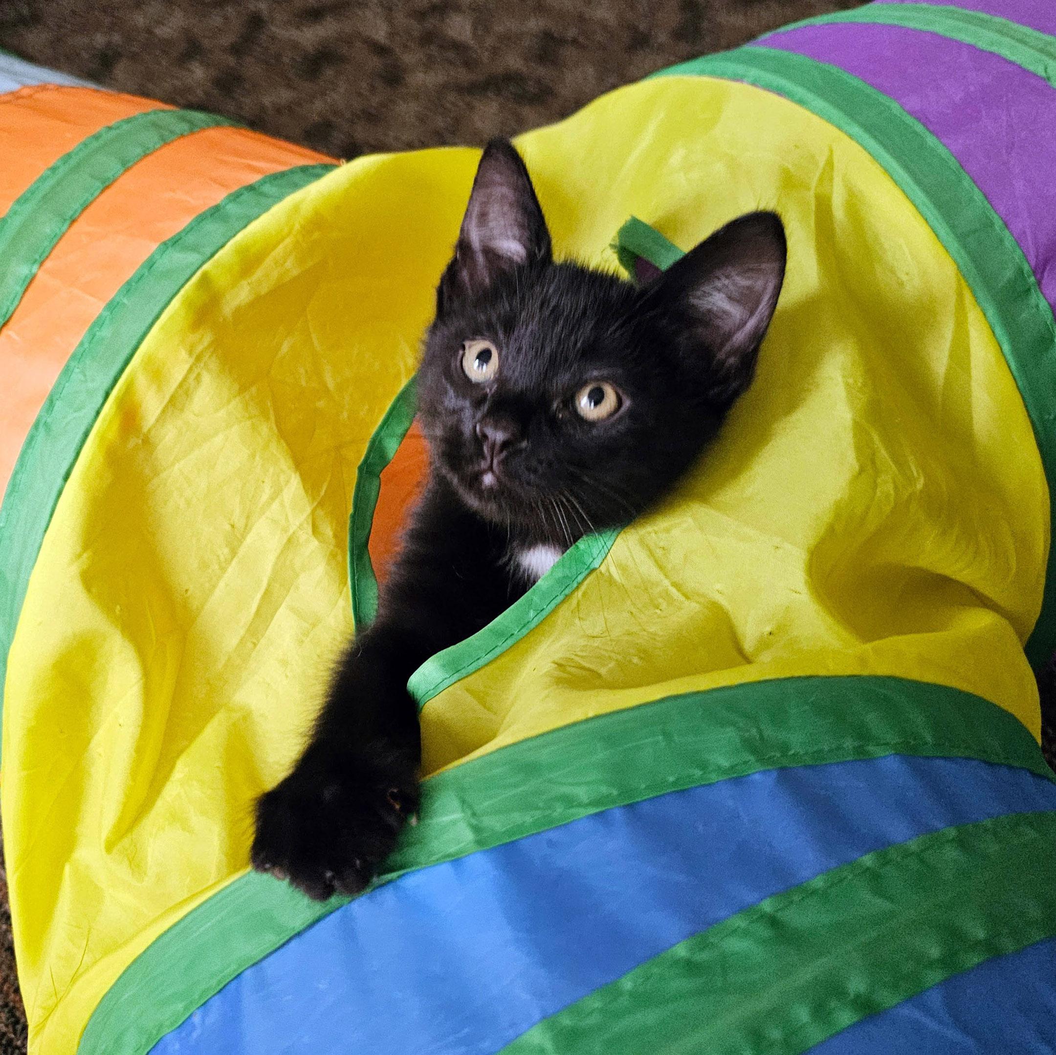 Halo, a Adoptable Domestic Short Hair in Chicago, IL image 6/6