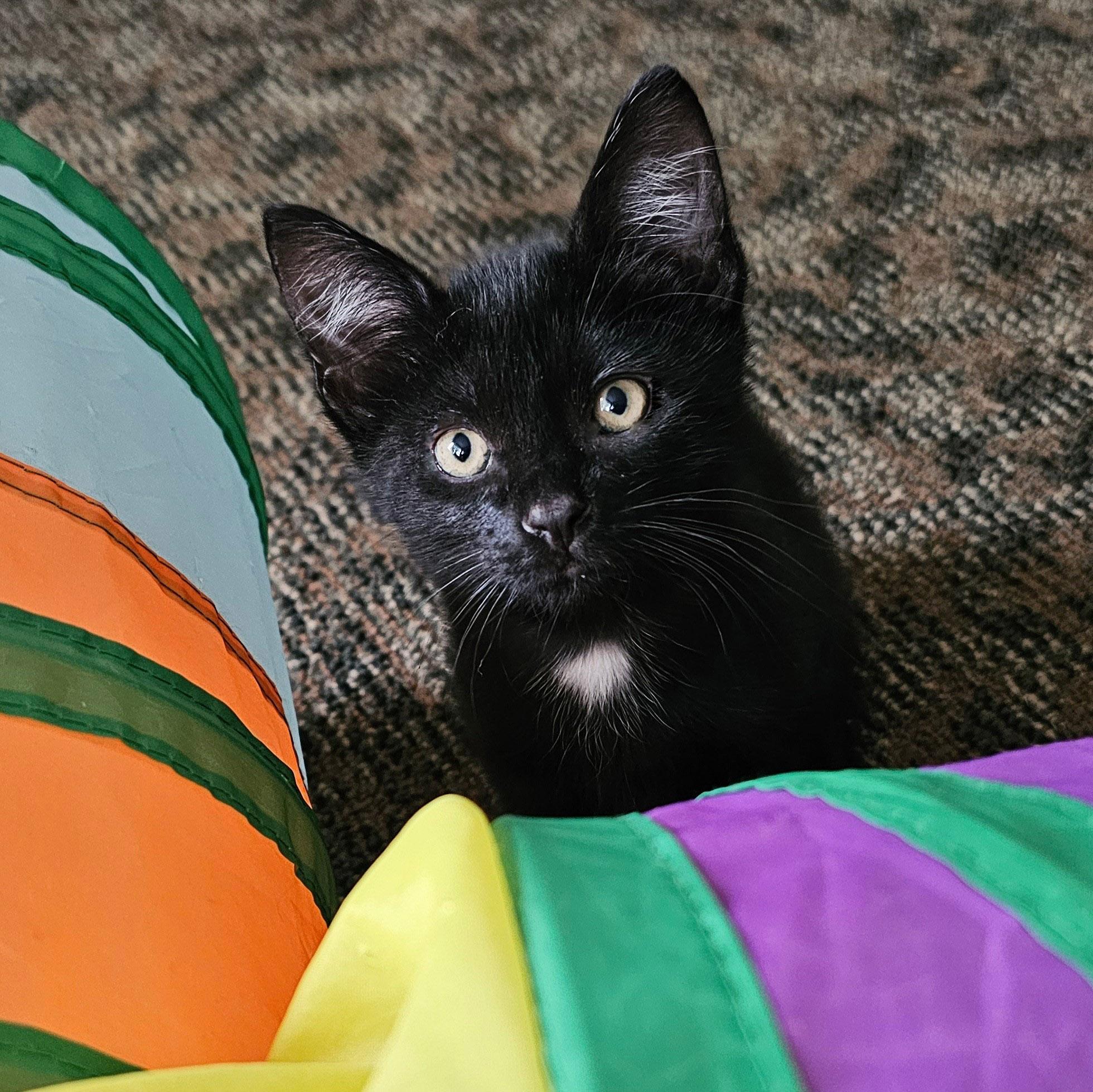Halo, a Adoptable Domestic Short Hair in Chicago, IL image 5/6