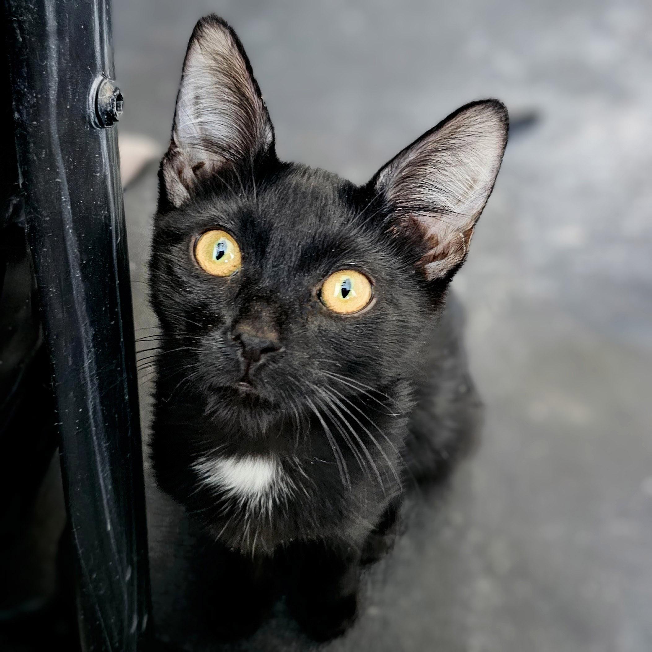 Halo, a Adoptable Domestic Short Hair in Chicago, IL image 5/6