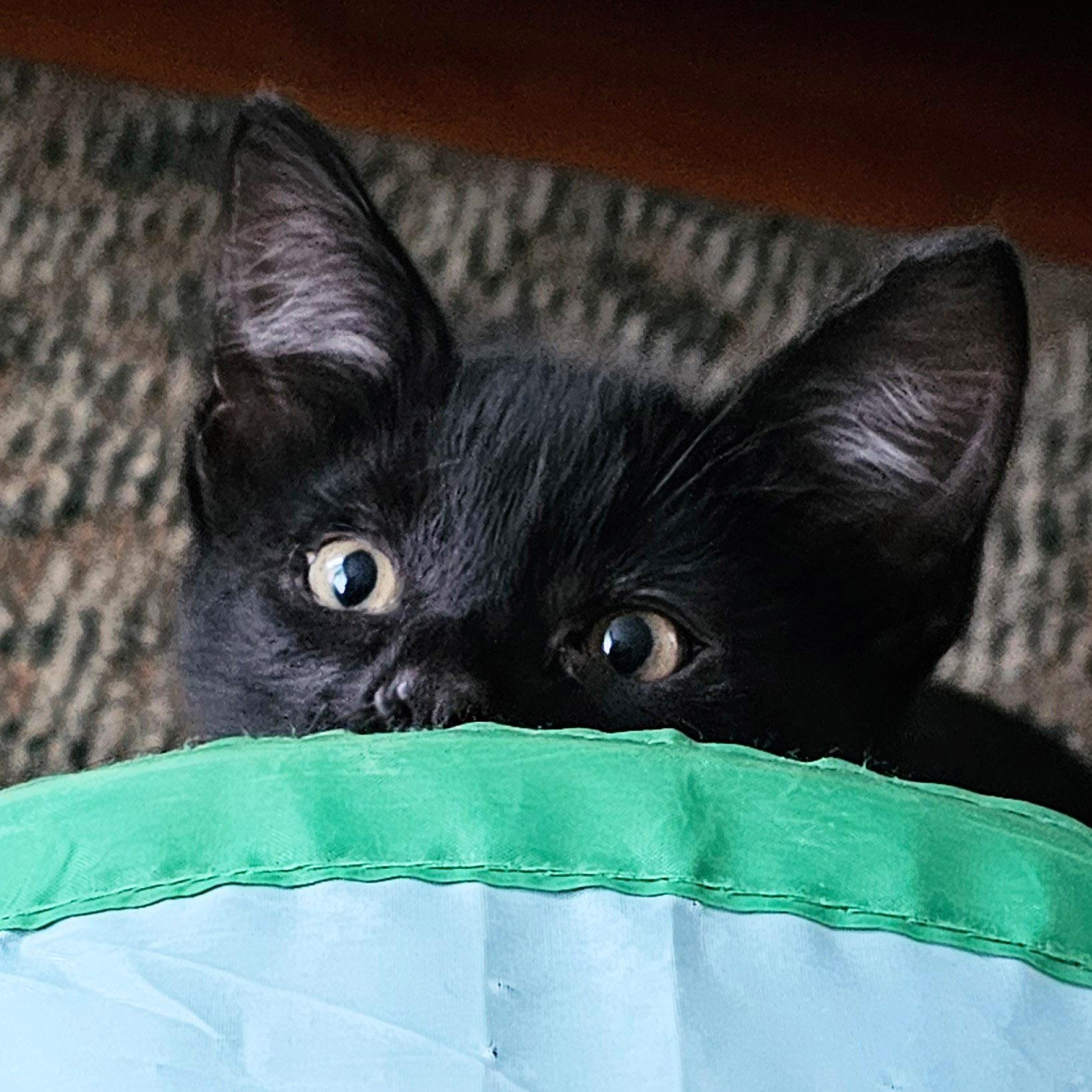 Halo, a Adoptable Domestic Short Hair in Chicago, IL image 3/6