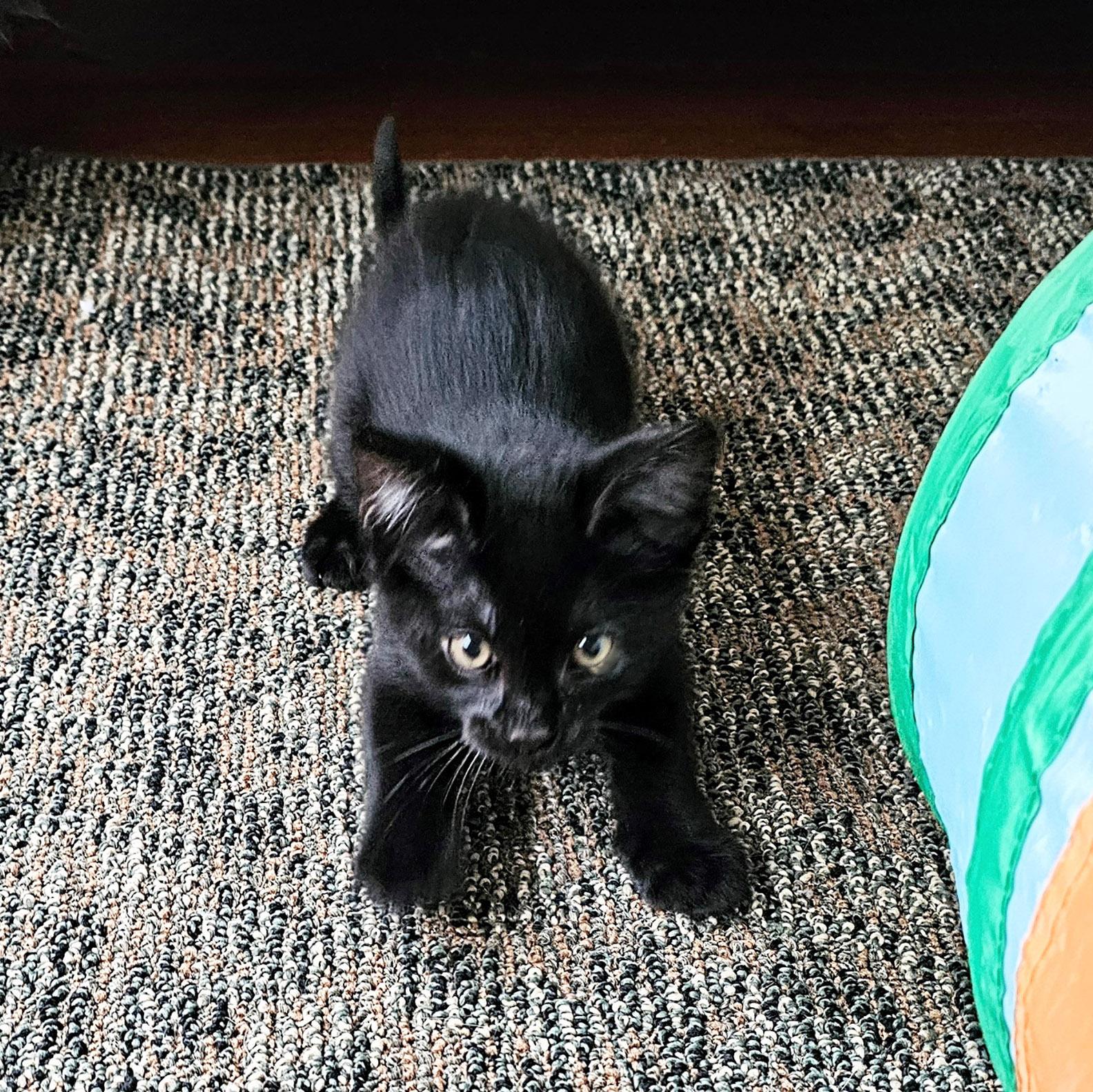 Halo, a Adoptable Domestic Short Hair in Chicago, IL image 4/6