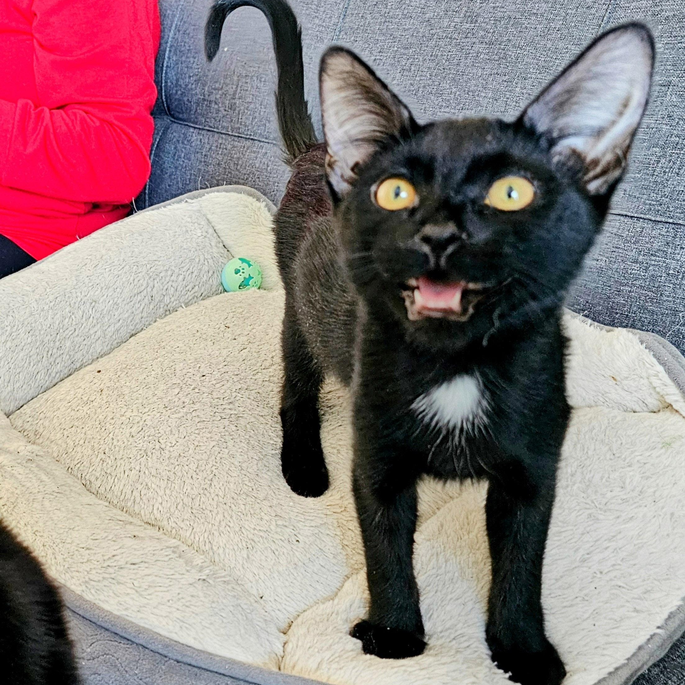 Halo, a Adoptable Domestic Short Hair in Chicago, IL image 6/6