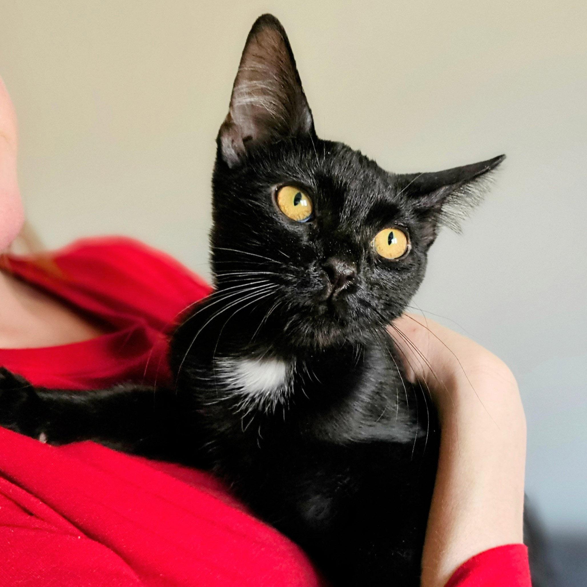 Halo, a Adoptable Domestic Short Hair in Chicago, IL image 3/6