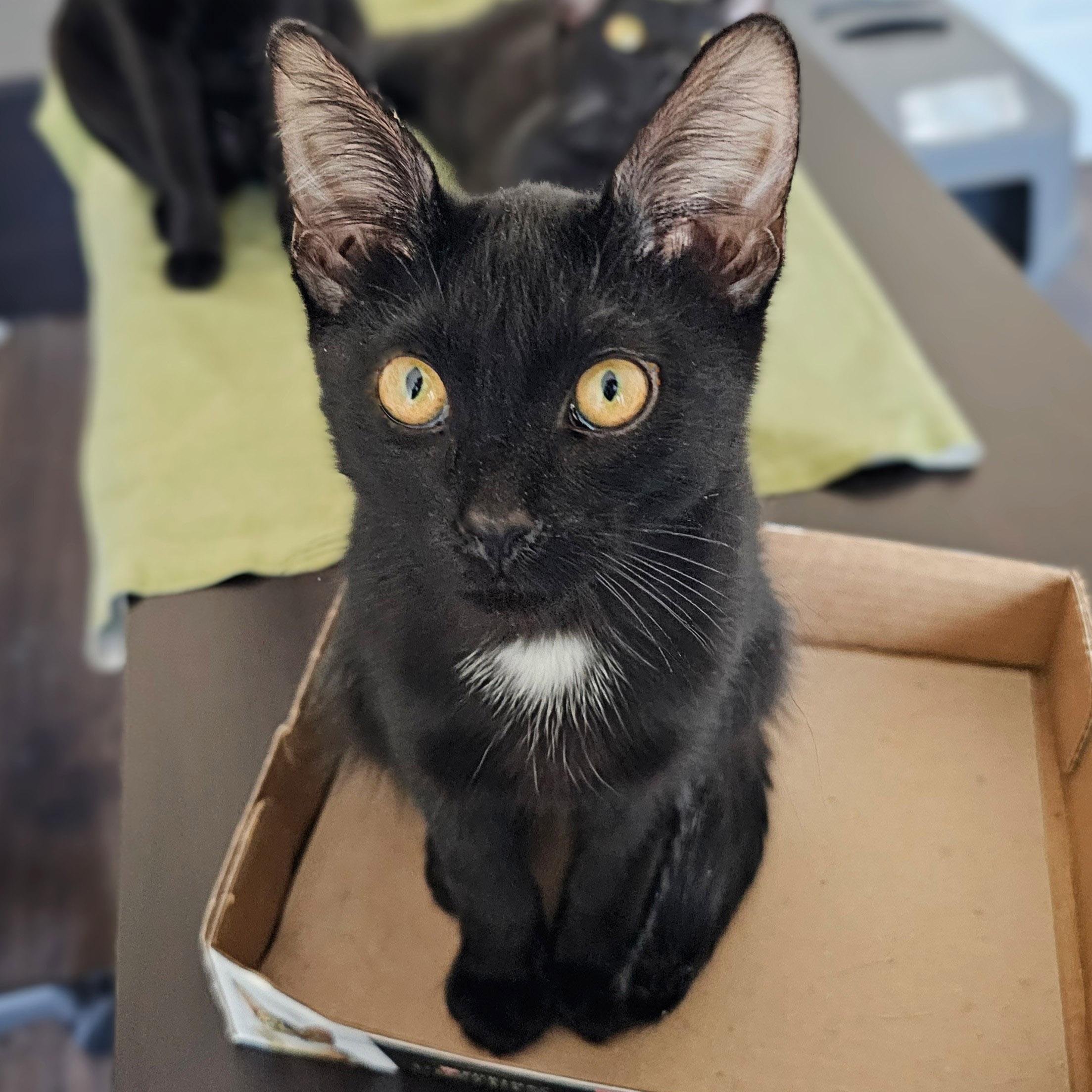 Halo, a Adoptable Domestic Short Hair in Chicago, IL image 2/6