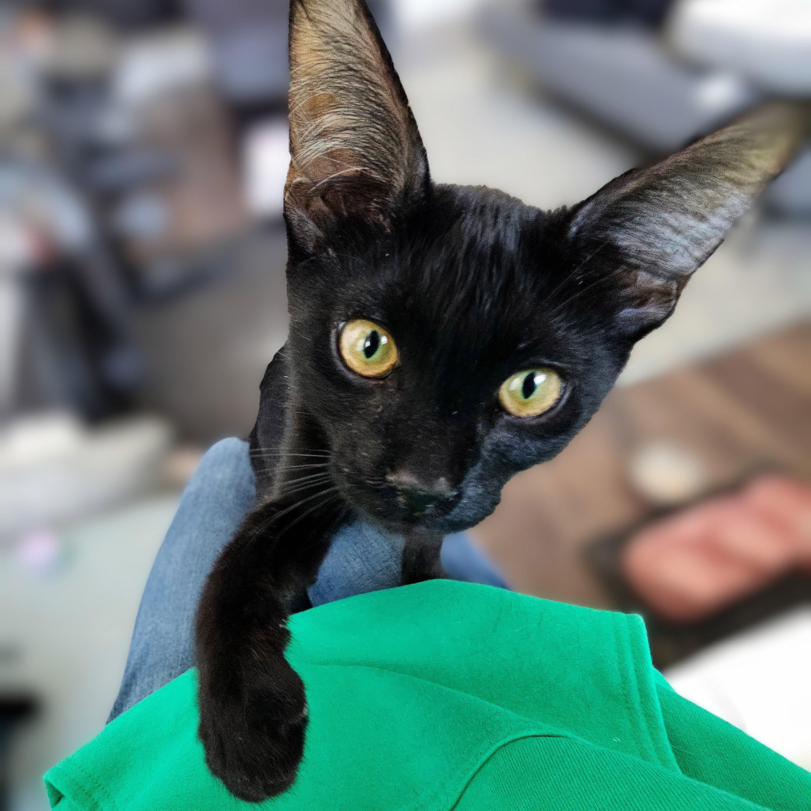 Halo, Adoptable, Kitten Male Domestic Short Hair.