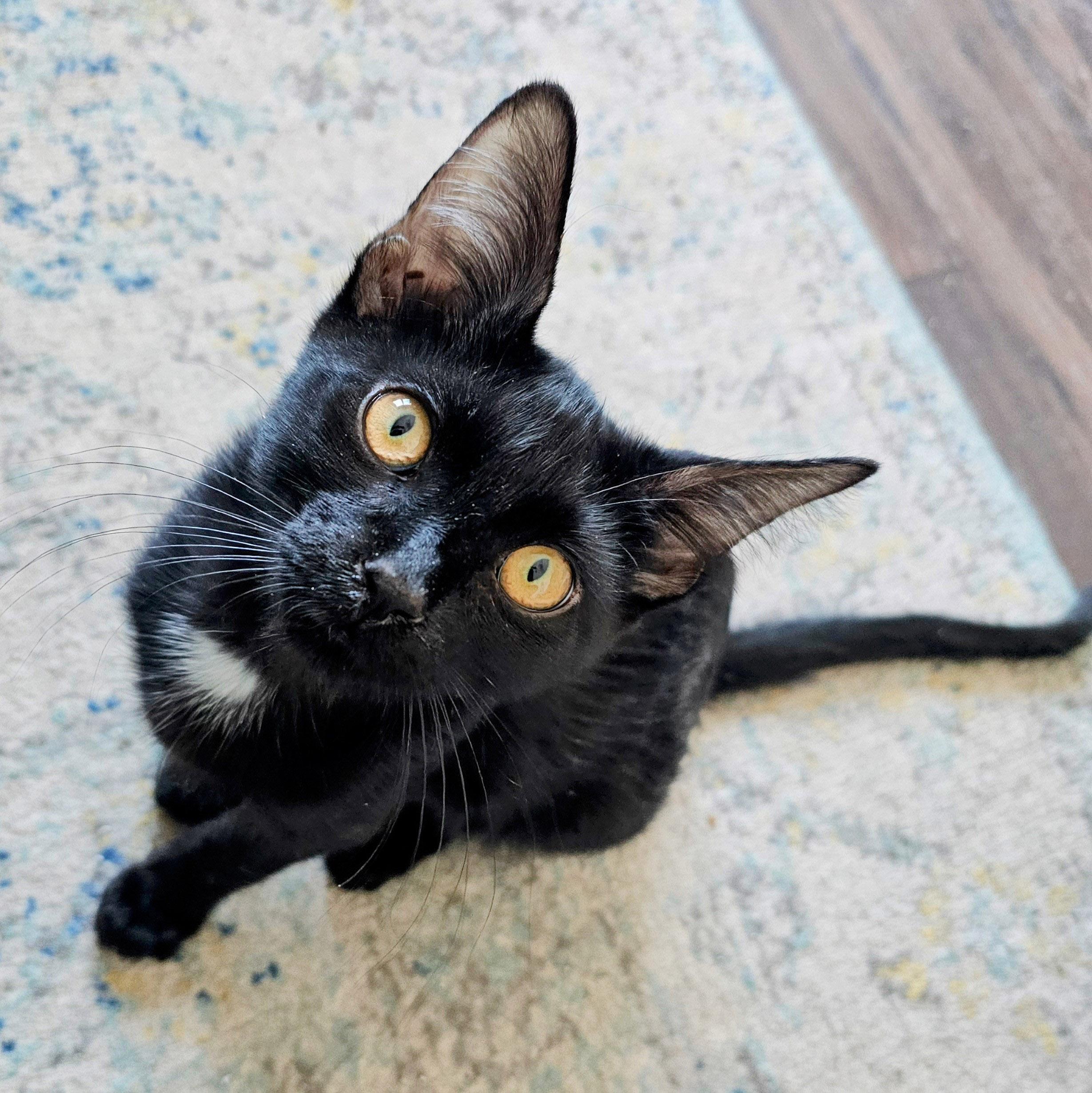 Halo, a Adoptable Domestic Short Hair in Chicago, IL image 4/6
